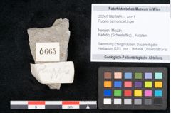 Foto (Objekt + Etikett) von Ruppia pannonica Unger (NHMW-GEO-2024-0188-6665)